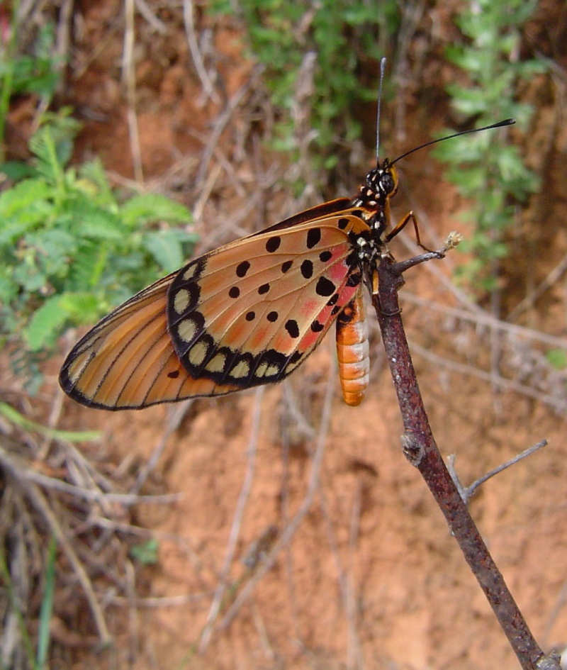 Acraea natalica