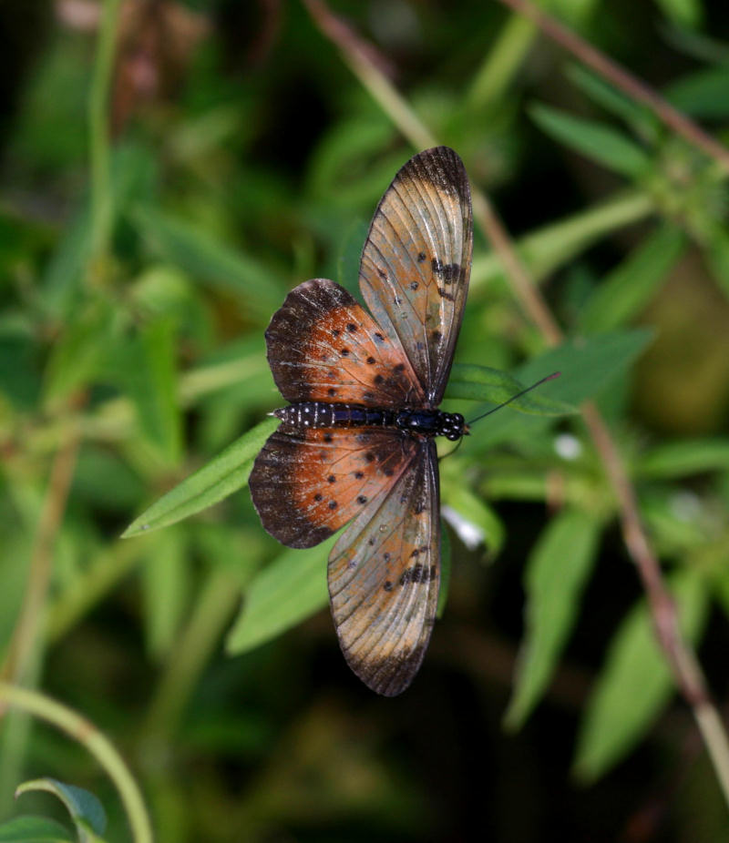 Acraea natalica
