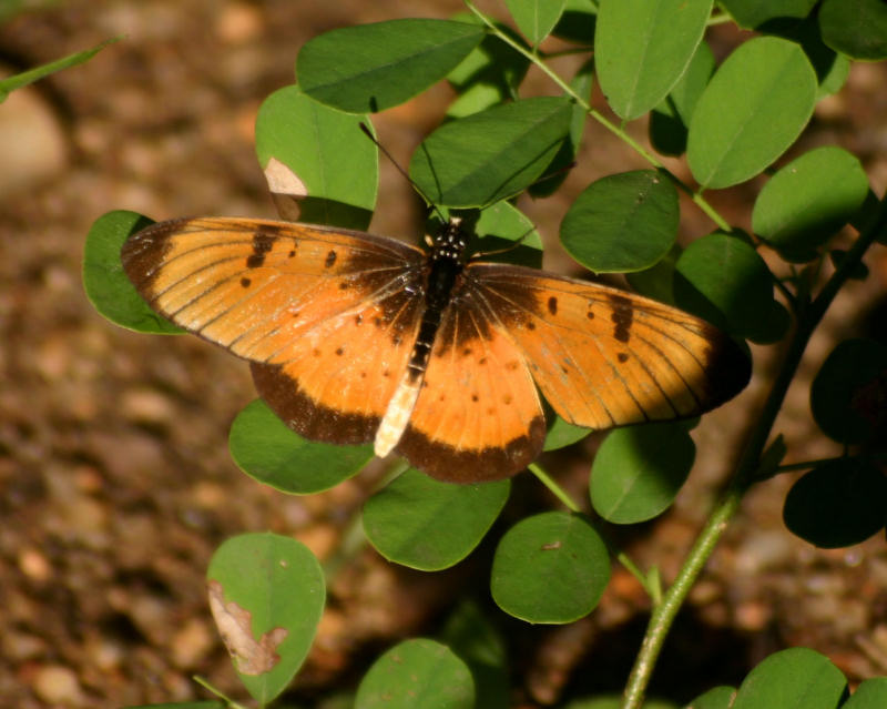 Acraea natalica