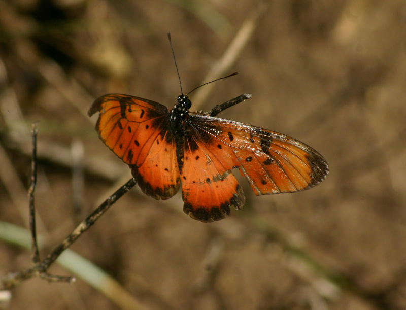 Acraea natalica