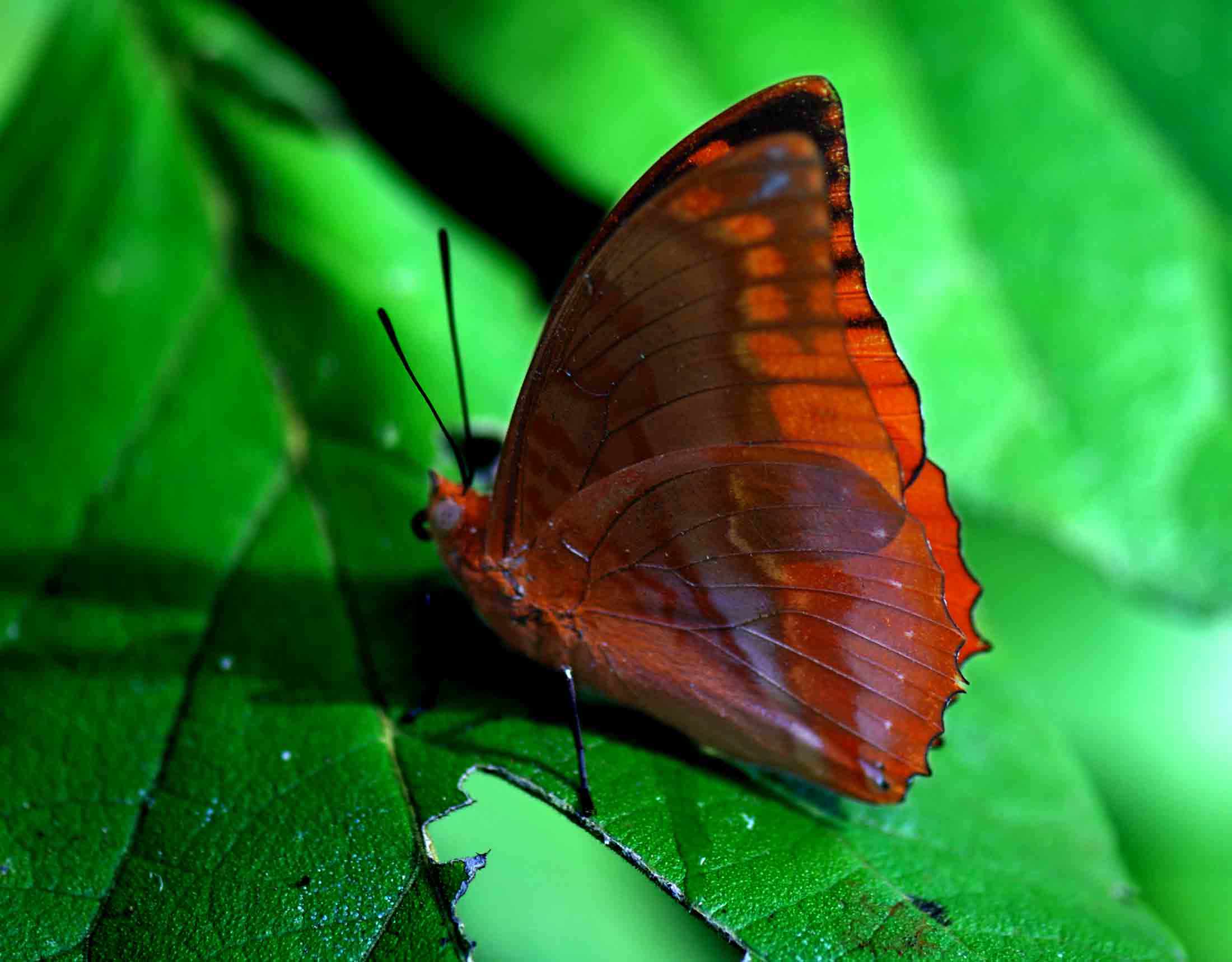 Charaxes protoclea