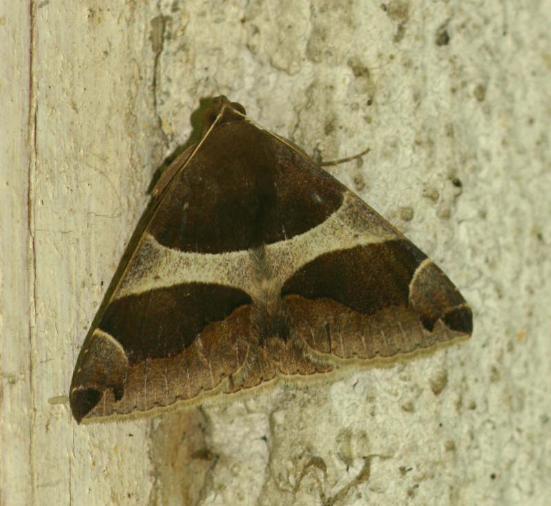 Dysgonia torrida