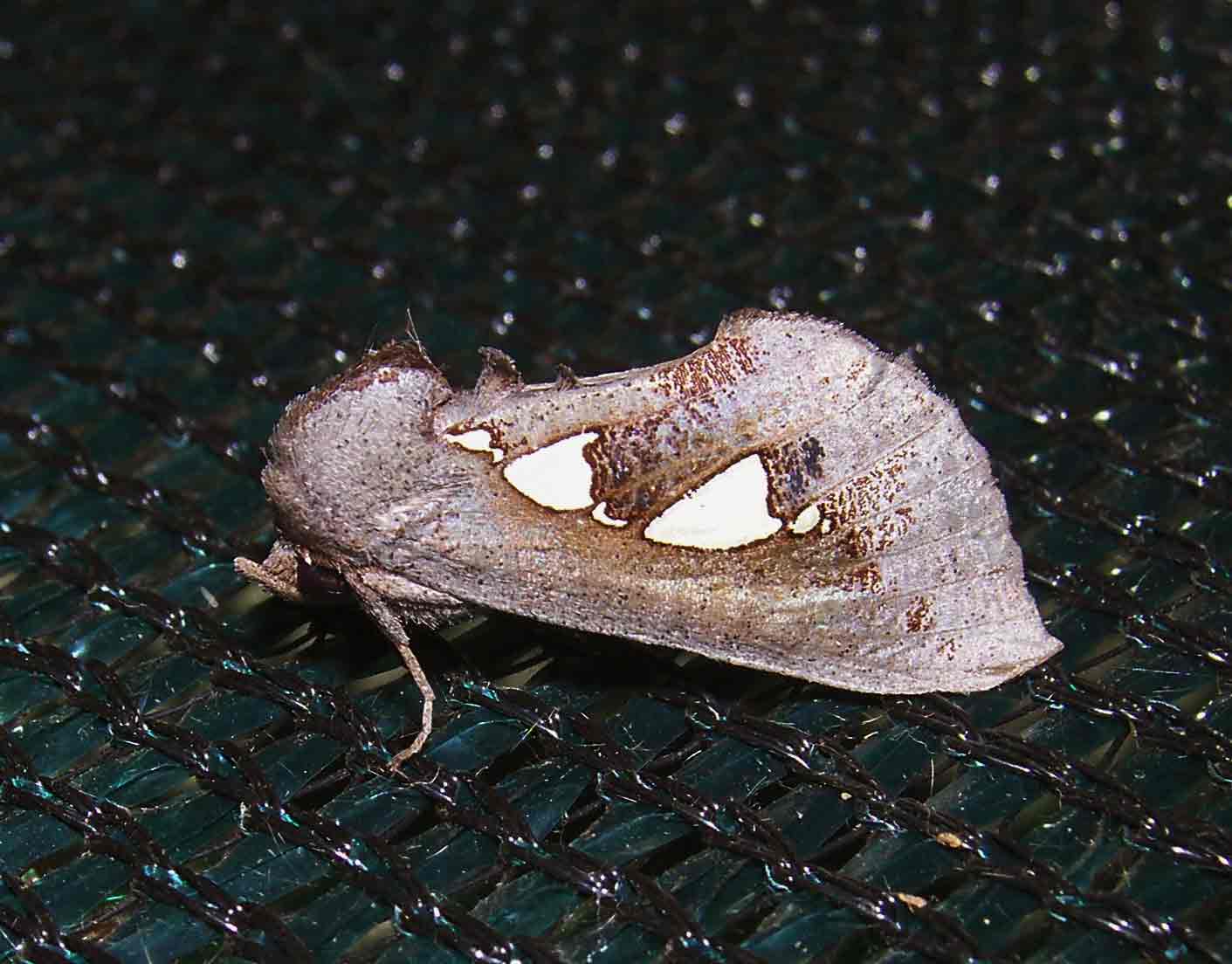 Antiophlebia bracteata