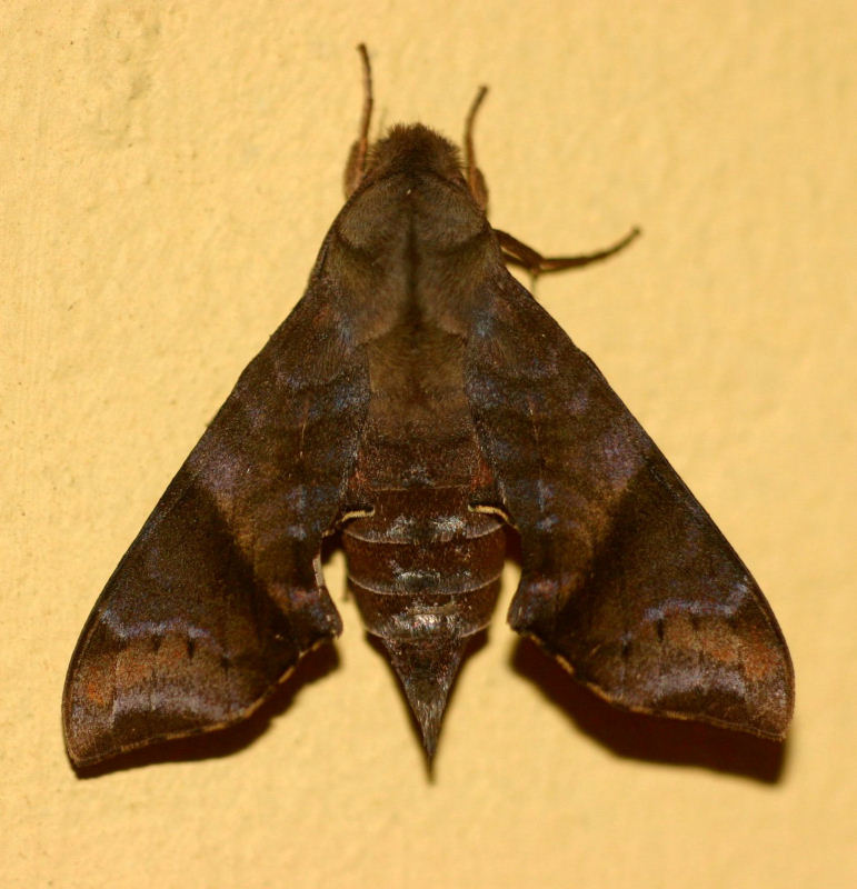 Temnora marginata