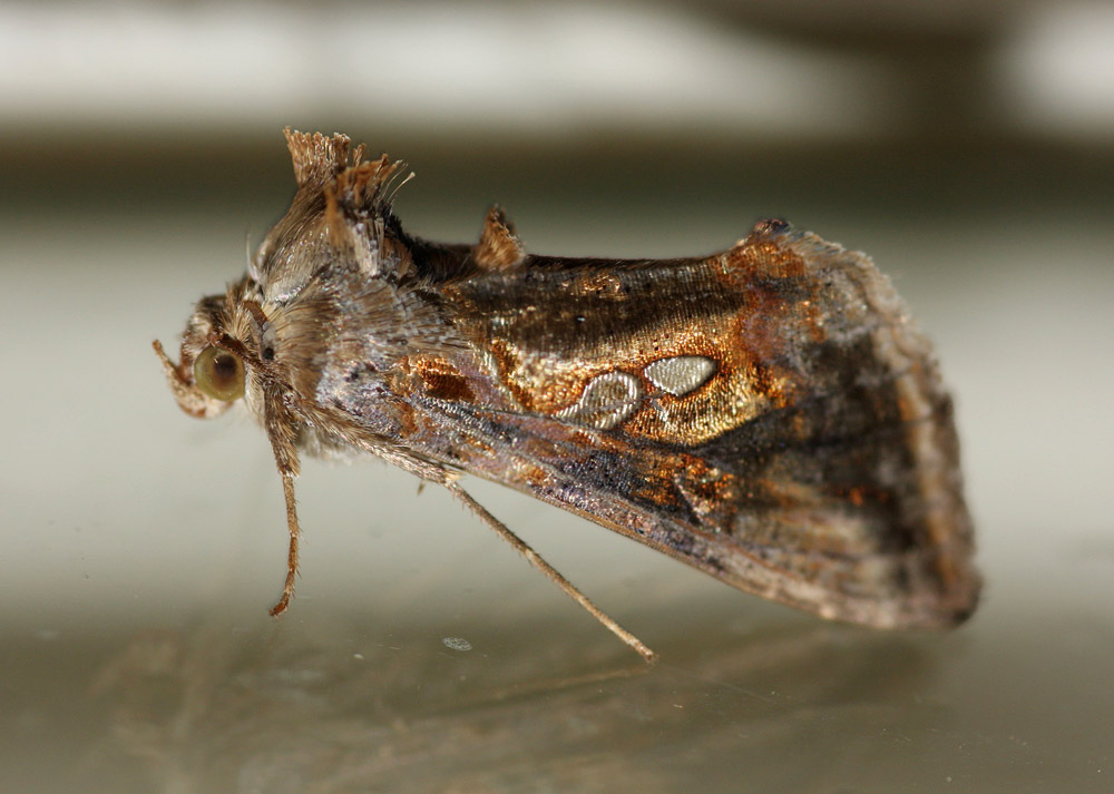 Chrysodeixis chalcites