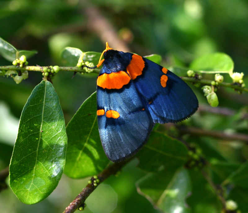 Egybolis vaillantina