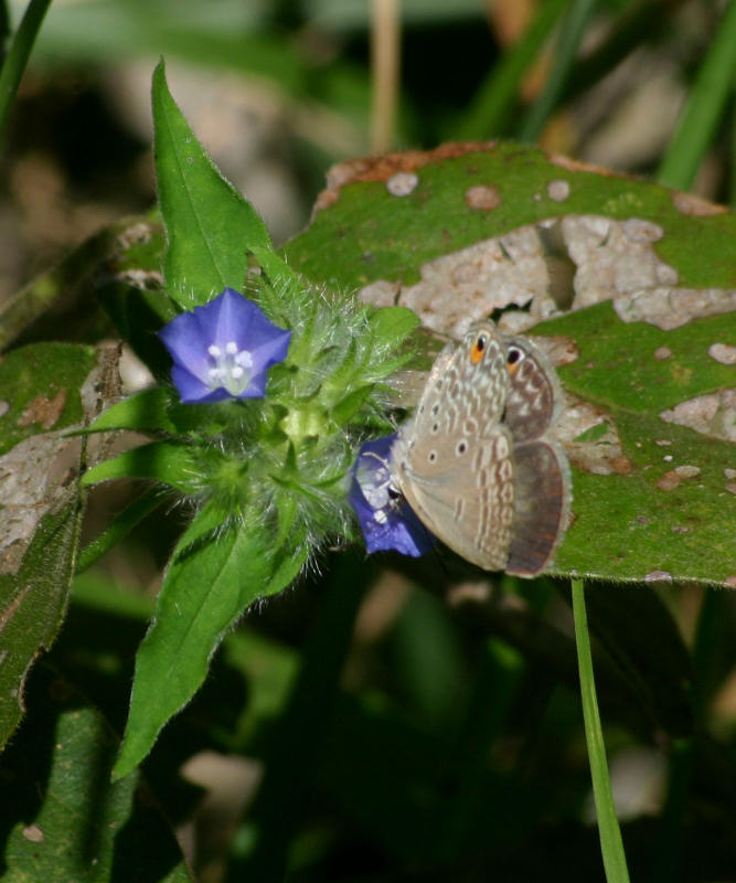 Euchrysops malathana