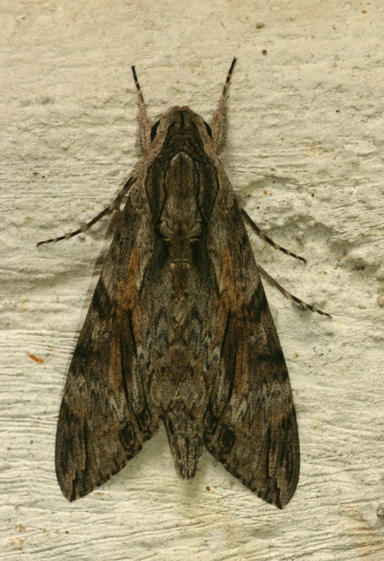 Agrius convolvuli