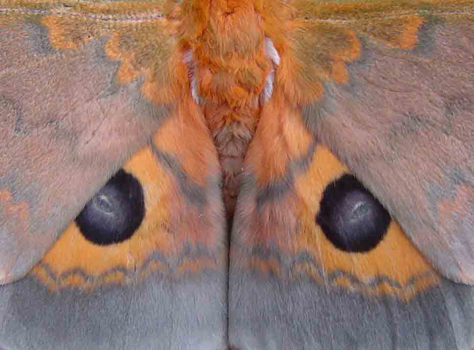 Pseudobunaea tyrrhena