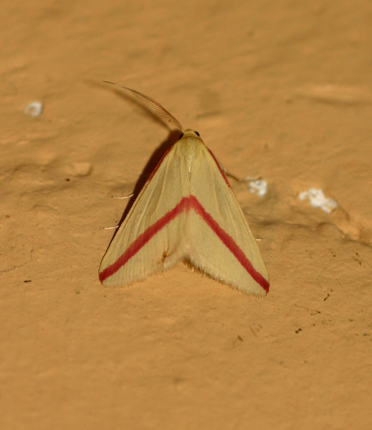 Rhodometra sacraria