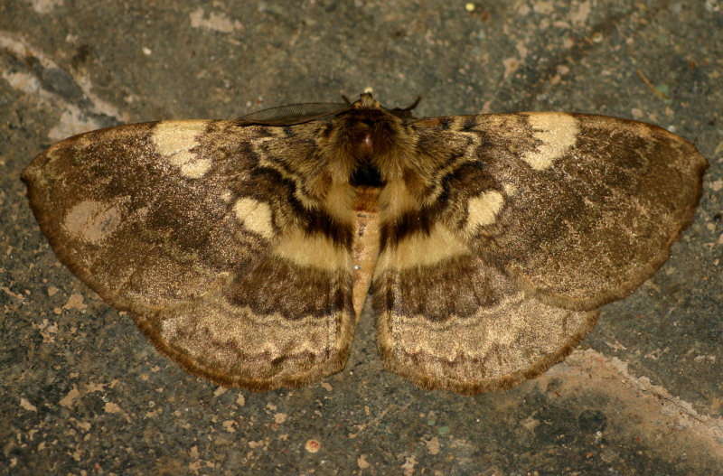 Striphnopteryx edulis