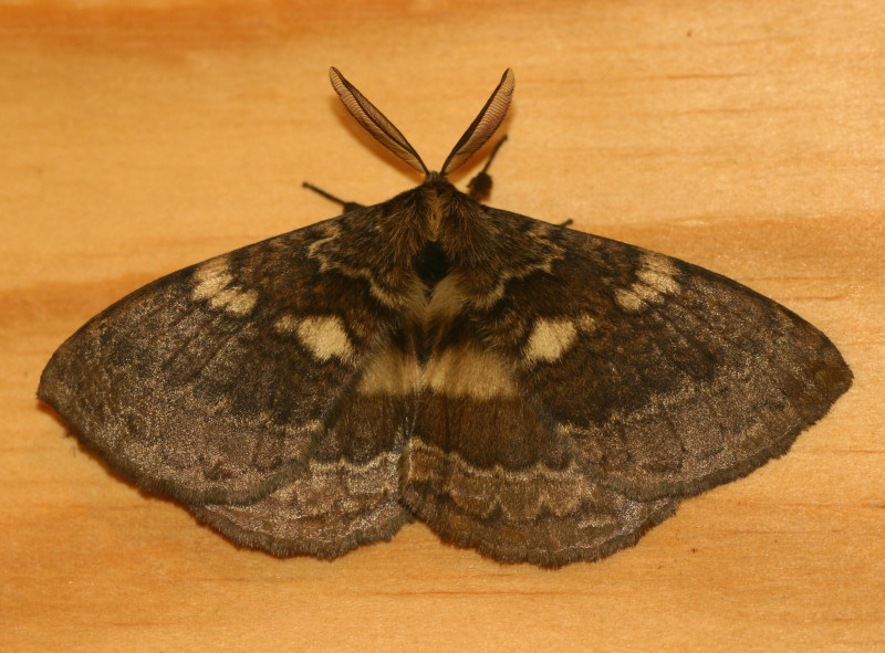 Striphnopteryx edulis