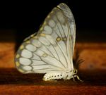 Pseudaphelia apollinaris