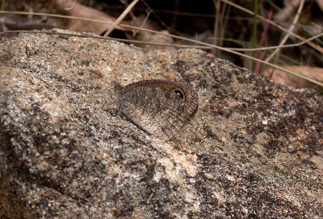 Stygionympha wichgrafi
