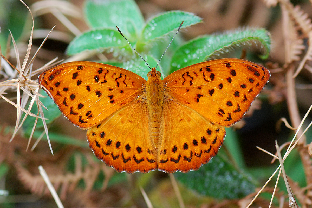 Pseudargynnis hegemone