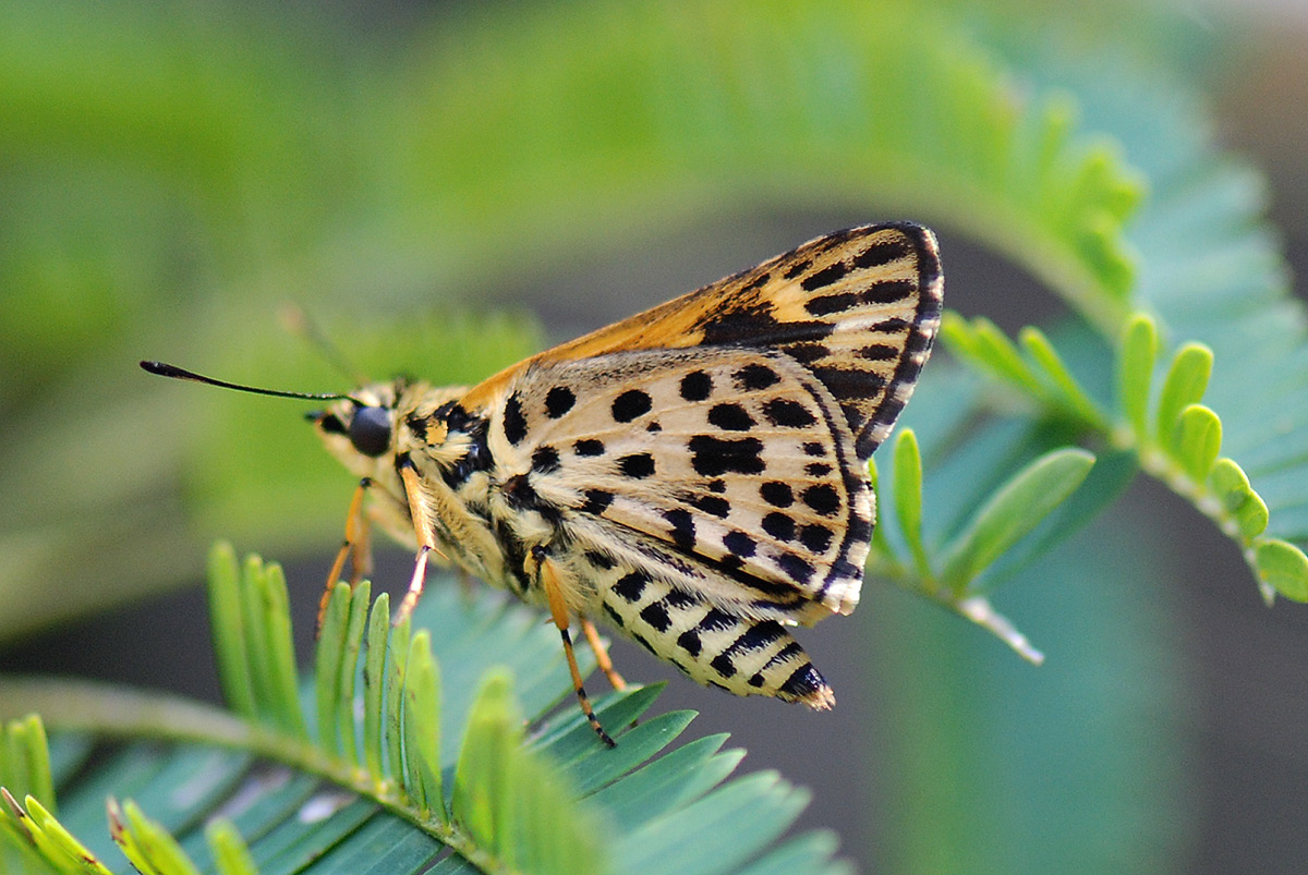 Ampittia capenas