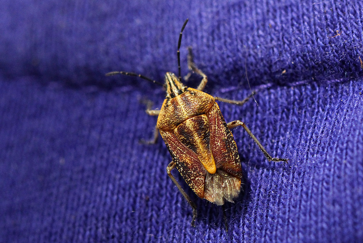 Agonoscelis versicoloratus