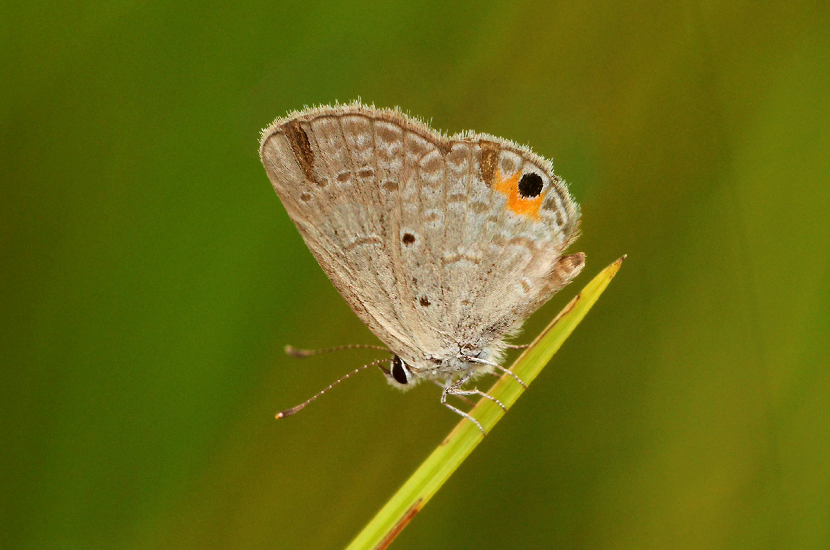 Eicochrysops messapus