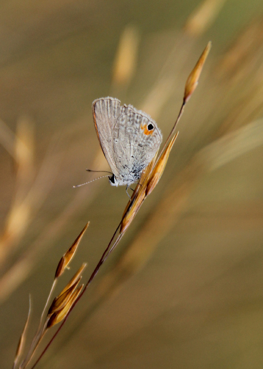 Eicochrysops messapus