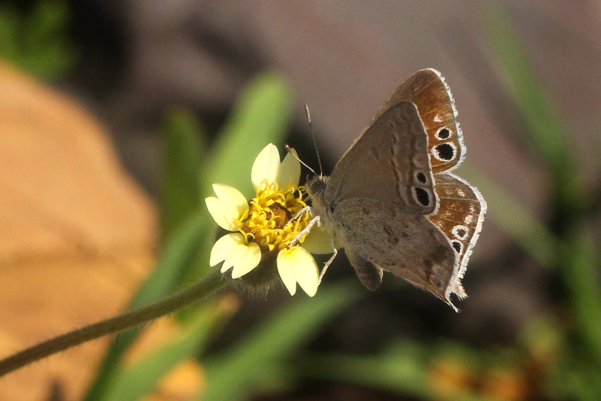 Leptomyrina henningi