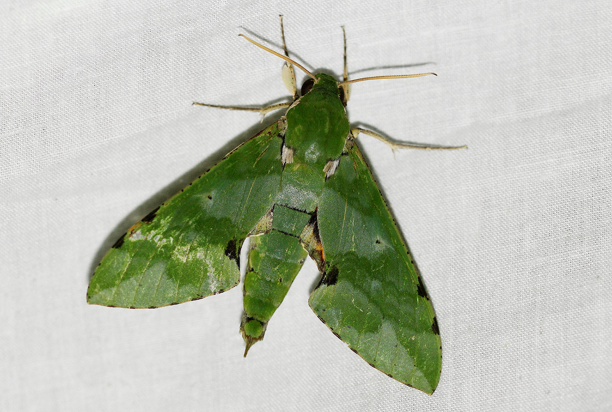 Euchloron megaera