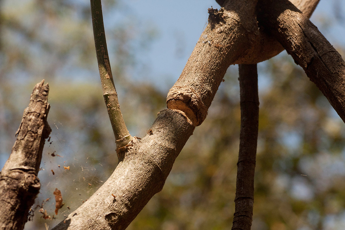 Sthenias puncticornis