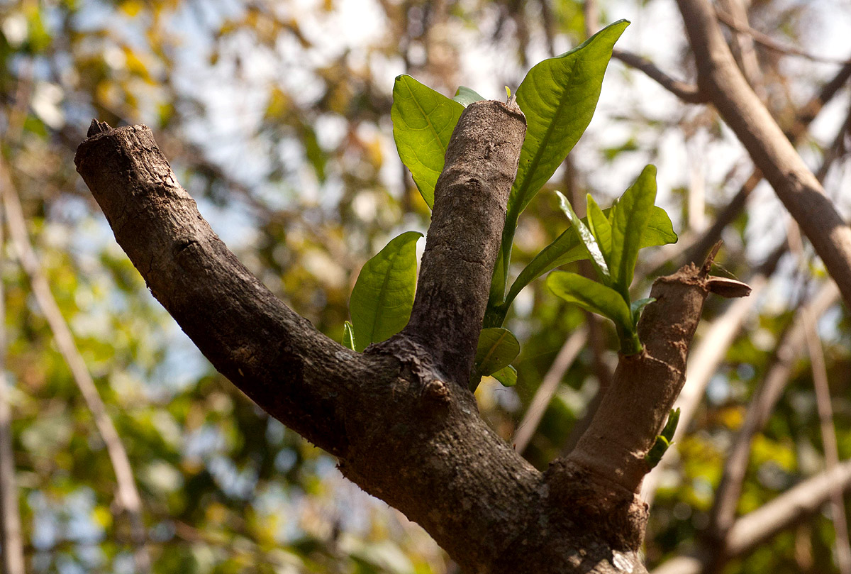 Sthenias puncticornis