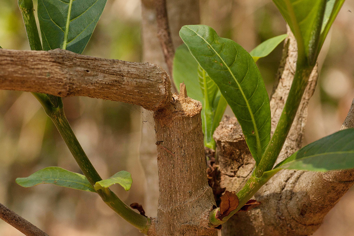 Sthenias puncticornis
