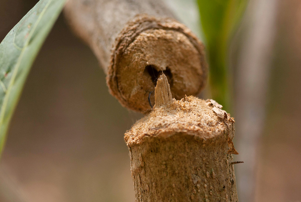 Sthenias puncticornis