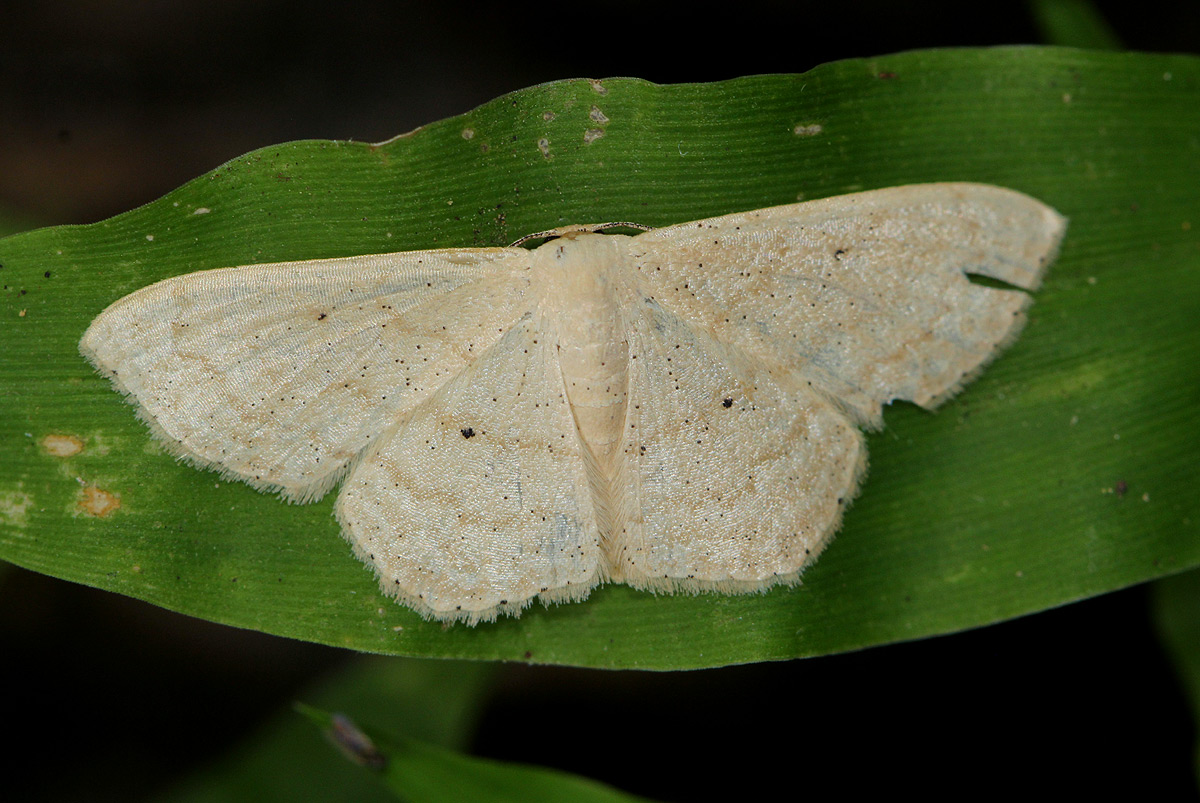 Scopula minorata