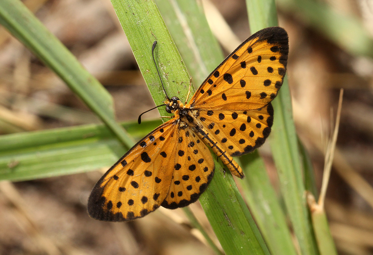 Pardopsis punctatissima