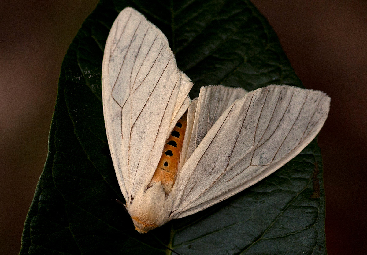spilosoma lineata