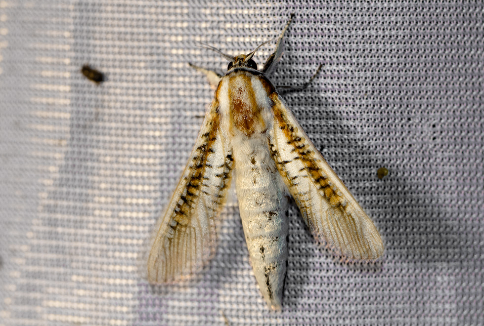 Azygophleps scalaris