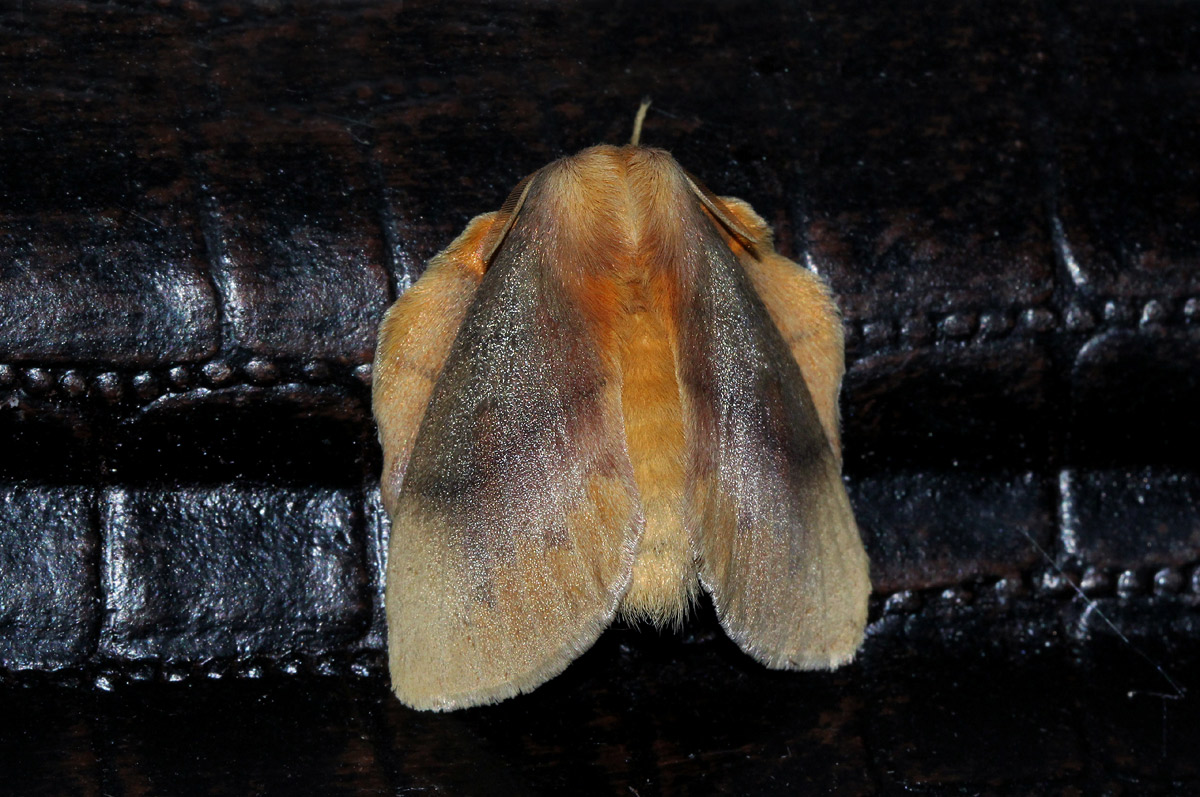 Trichopisthia igneotincta