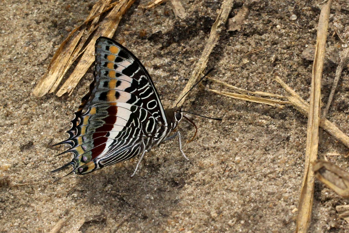 Charaxes castor