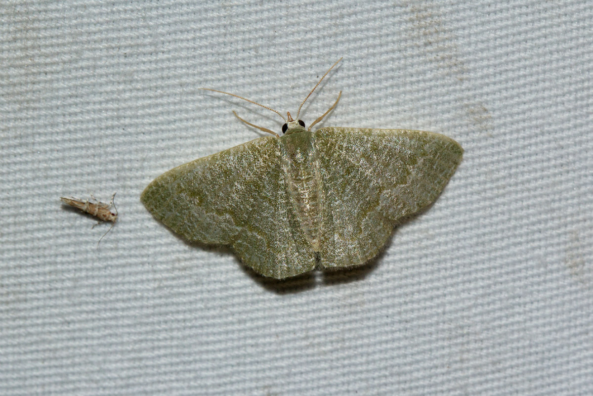 Phaiogramma stibolepida