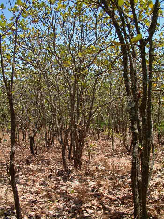View from within the Sacred Forest in the dry season