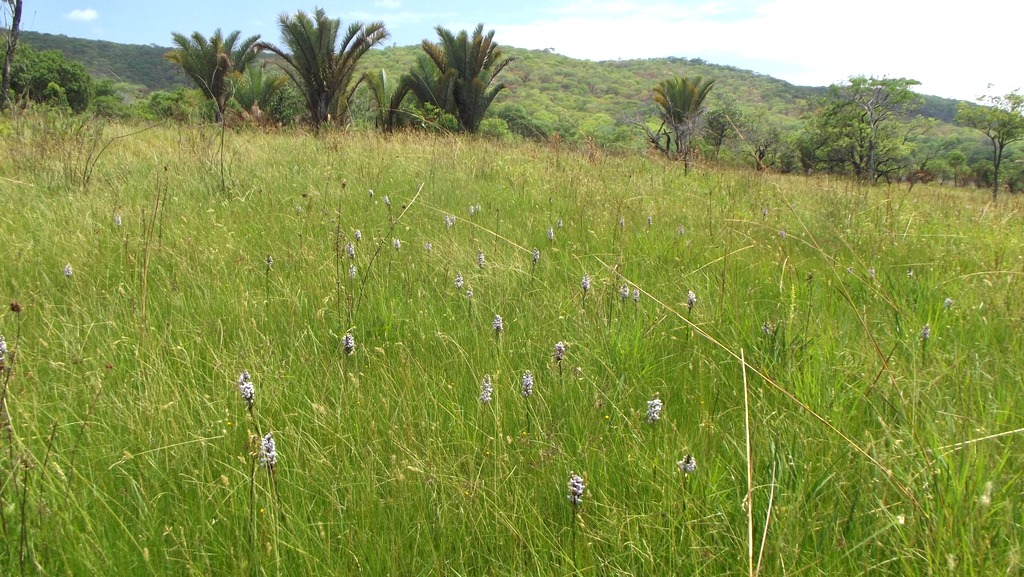 Brachycorythis angolensis