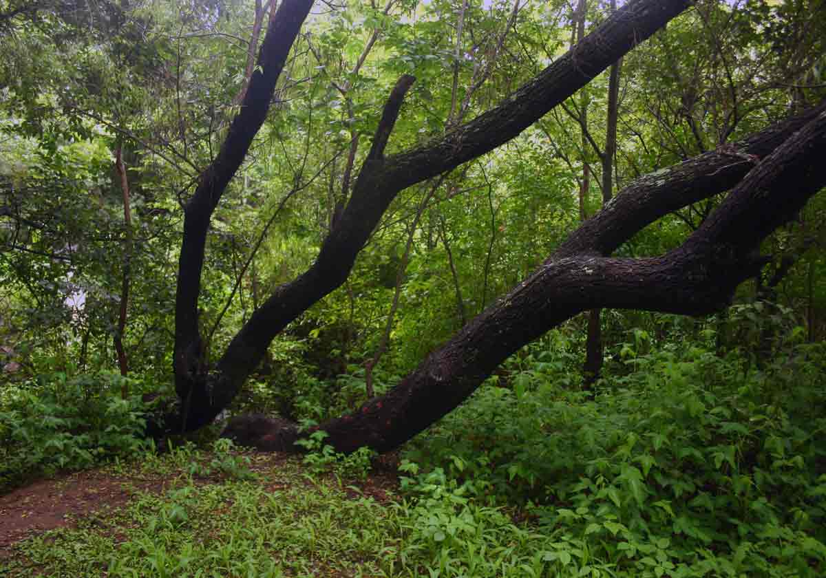 Another picture of the forest below the dam