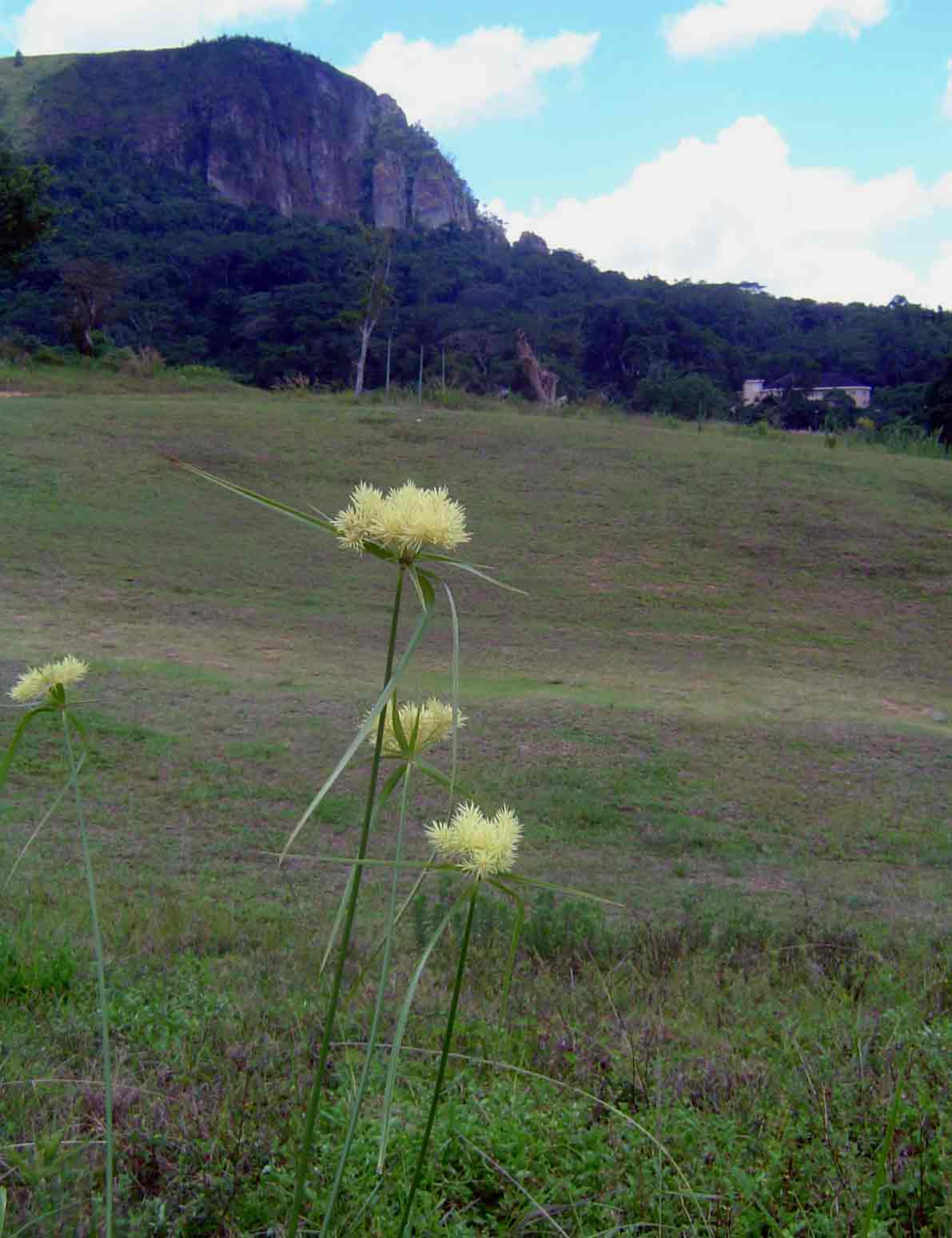 Chinyakwaremba from the Leopard Rock golf course. The pale yellow heads of Mariscus hemisphaericus are in the foreground.