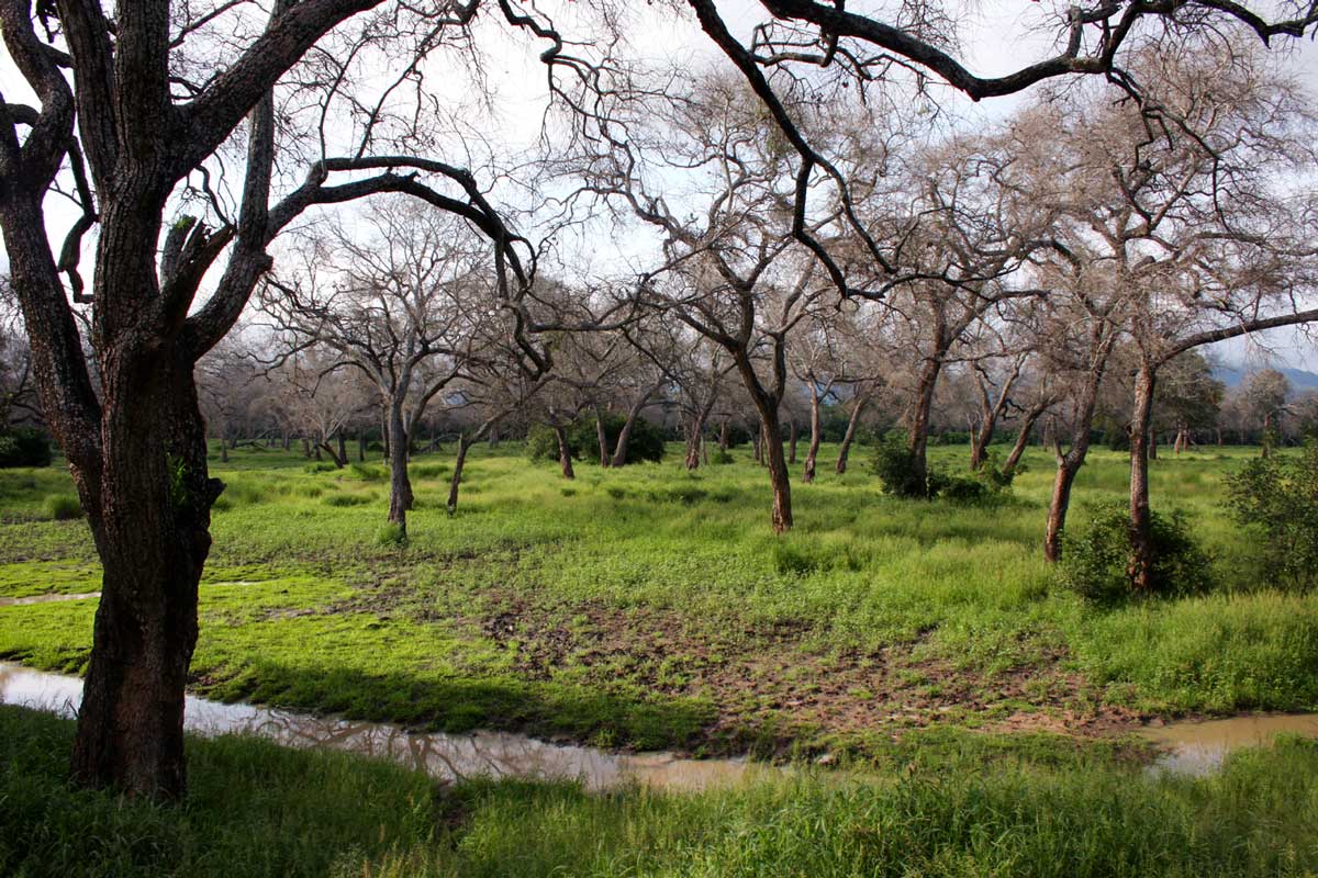 Open forests of Faidherbia albida dominate the alluvial floodplains