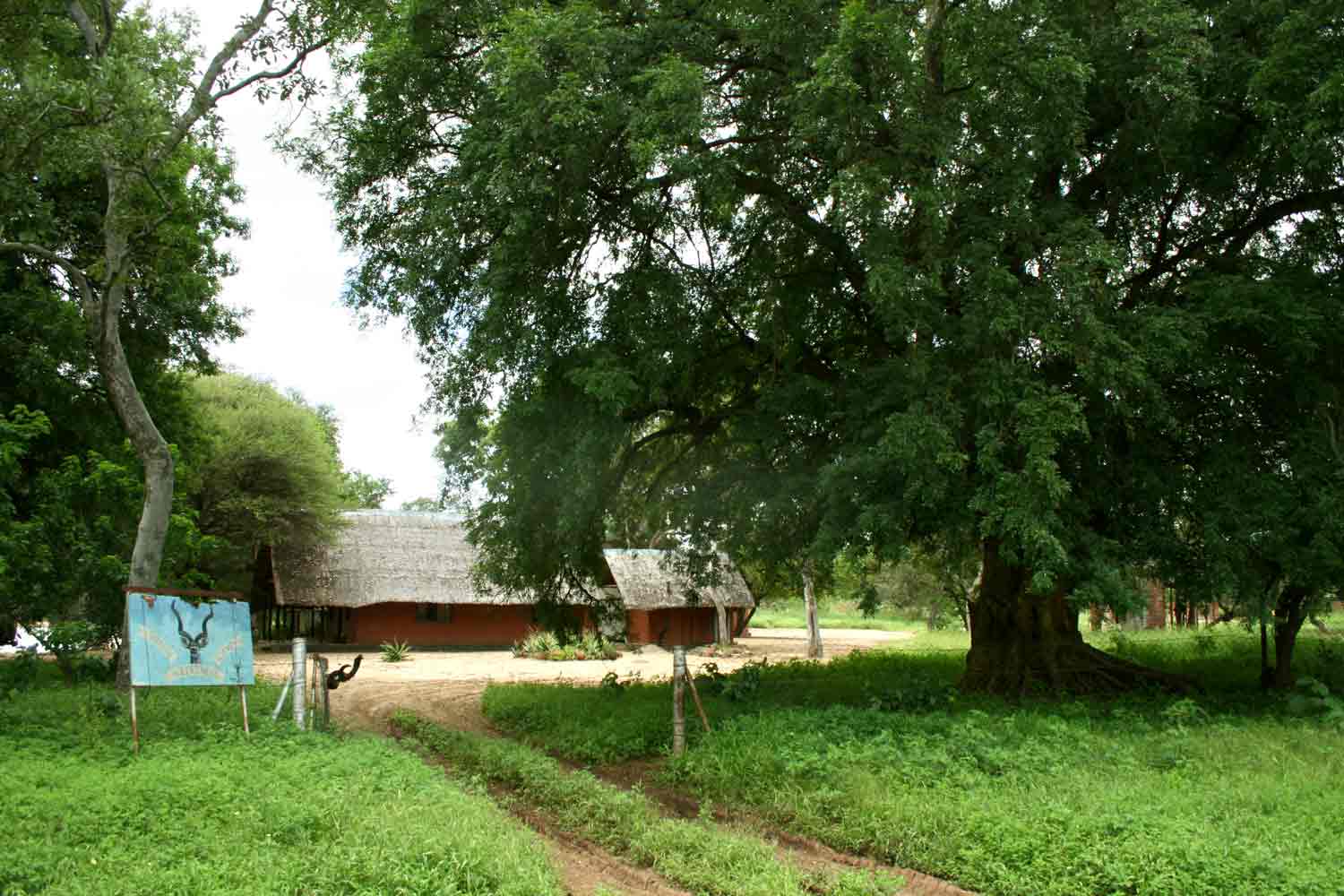 Majestic specimen of Xanthocercis zambesiaca at the Camp entrance.