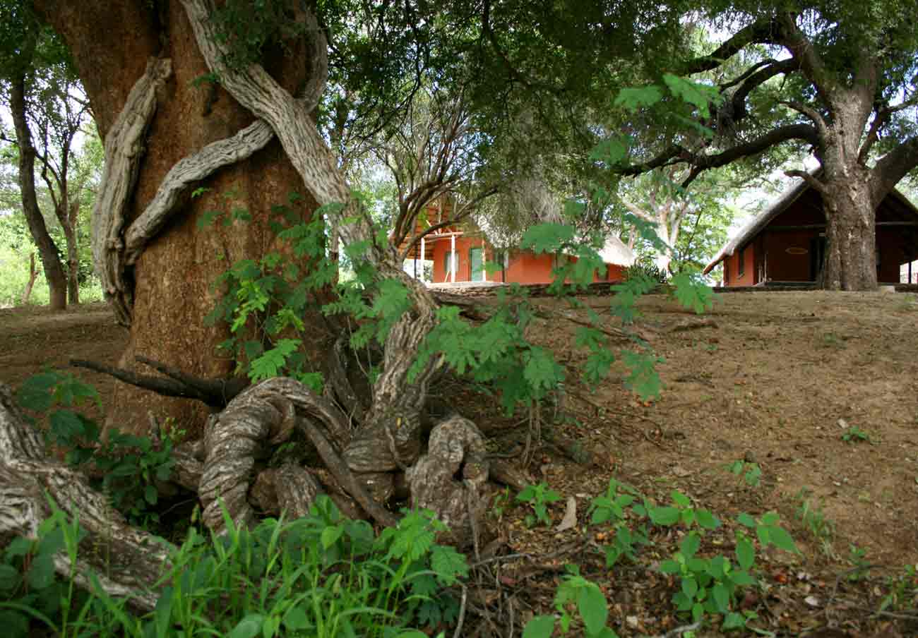 The WEZ cottages under riverine trees.