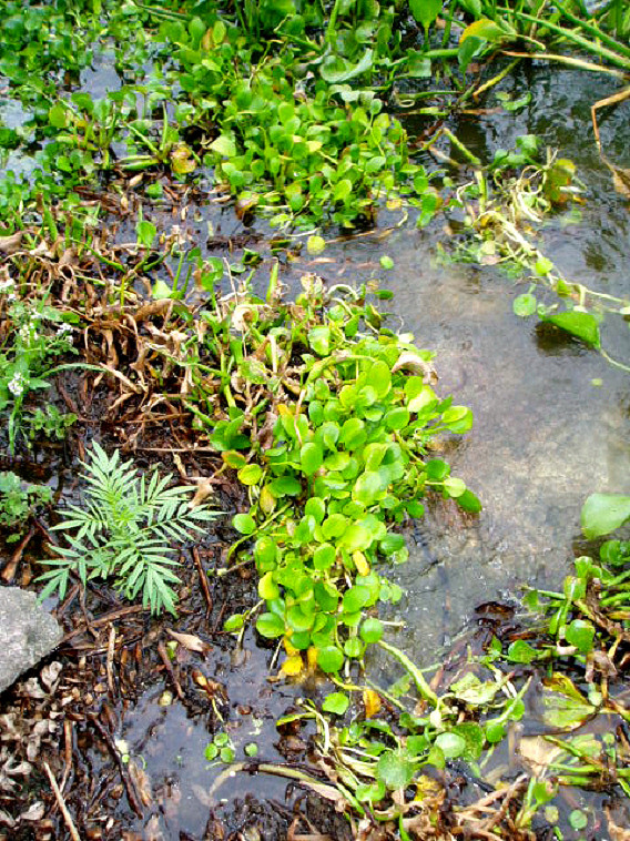 Limnobium laevigatum in a slightly more advanced state; the leaves are starting to become more upright with longer petioles and the plants are starting to clump together (Lake Chivero, December 2009). Note three early-stage leaves down at the bottom along with early stage E. crassipes (bottom right) and some more advanced plants at the top. Limnobium laevigatum in a slightly more advanced state; the leaves are starting to become more upright with longer petioles and the plants are starting to clump together (Lake Chivero, December 2009). Note three early-stage leaves down at the bottom along with early stage E. crassipes (bottom right) and some more advanced plants at the top.