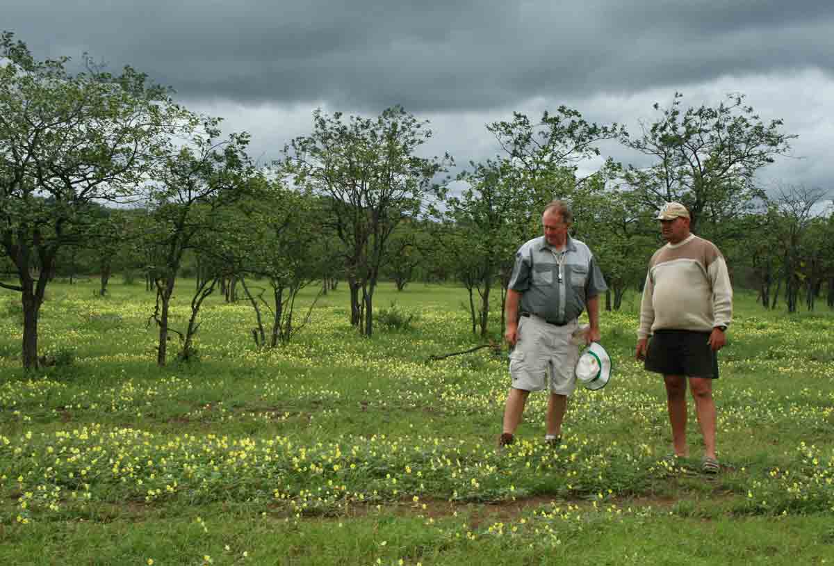 Mark (left) and Johan in a meadow of Tribulus zeyheri flowers.
