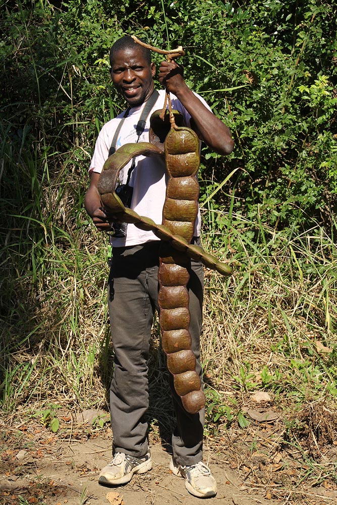 Tongai with impressive Entada rheedii collection